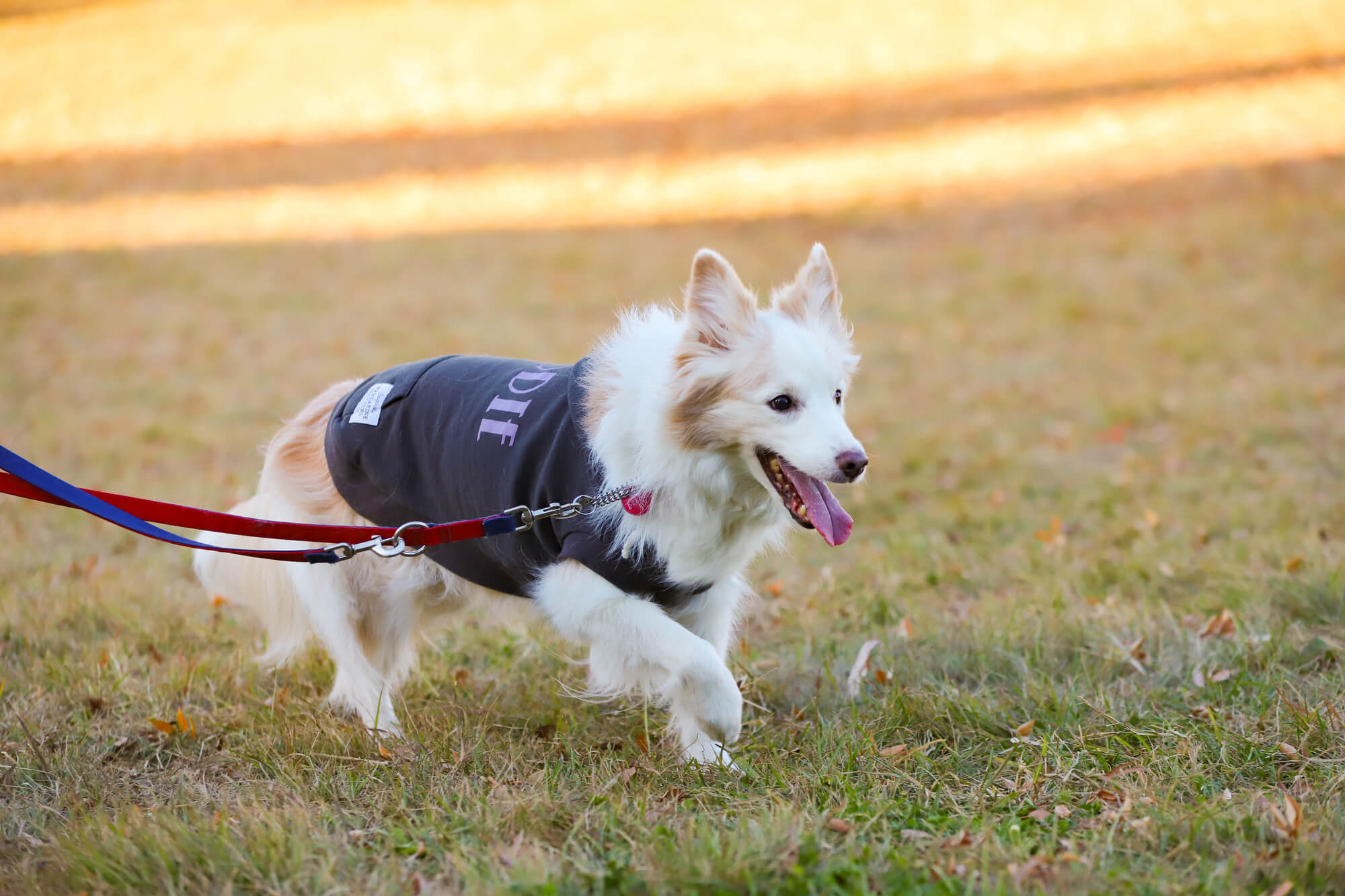 中型犬に合ったリードで安全・快適な散歩を楽しみましょう！